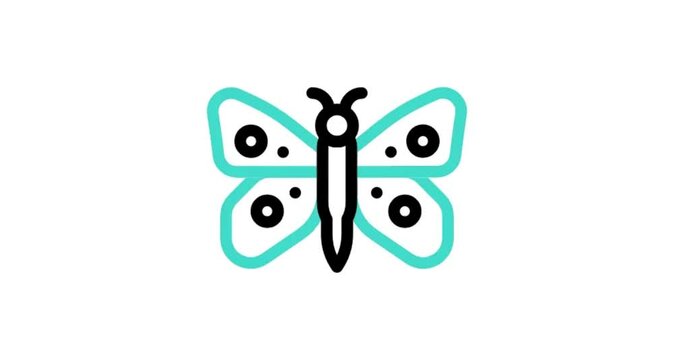 butterfly on white background