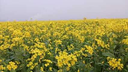 field of yellow flowers