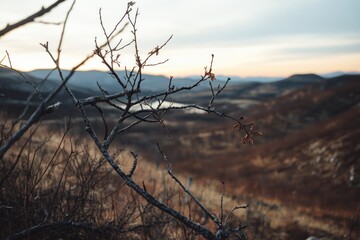 A dried branch reaches into the sky over a rolling, barren landscape, capturing a serene yet stark view of nature's quiet beauty under a pale sunset.