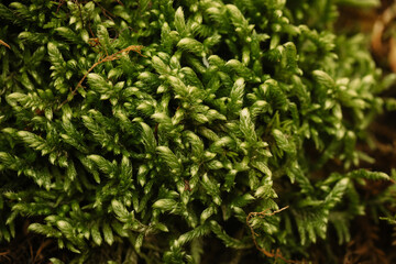 Beautiful green moss background, close-up, Pleurozium schreberi.