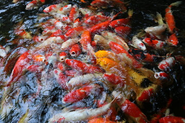 The koi in the large pond have beautiful colors.