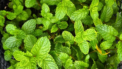Green leaves for background