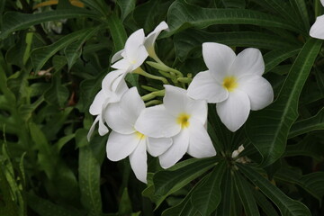 White flowers in the park