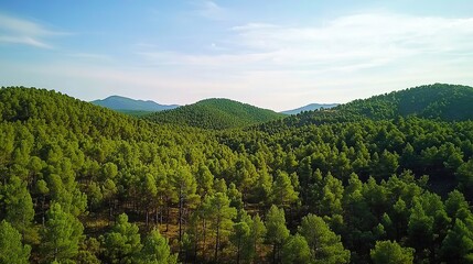 Obraz premium Expansive Vista of Lush Green Pine Forest: A Serene Natural Retreat