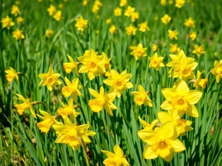 Fototapeta premium Vibrant yellow daffodil flowers blooming in a lush field under the bright sun, yellow, blooming, meadow