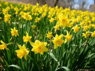 Fototapeta premium Vibrant yellow daffodil flowers sway in a field under the bright sun, plant, fresh, field