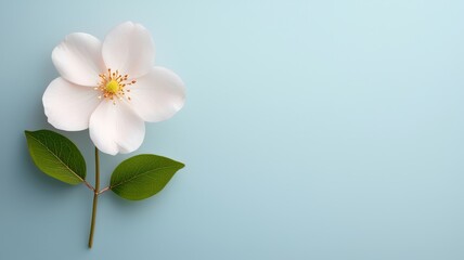 Fototapeta premium A white flower with green leaves rests gracefully against a soft blue background, creating a serene and elegant visual.