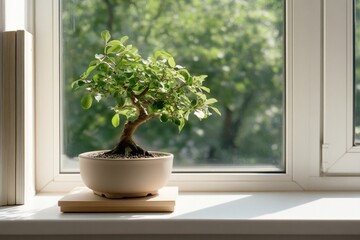 Fototapeta premium A small bonsai tree sits on a windowsill, basking in natural sunlight, evoking a tranquil and contemplative mood within a minimalist indoor space.