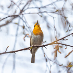 Redthroat sits and sings in the tree