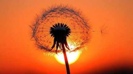 A delicate dandelion puff silhouetted against a radiant orange sunset, with a single seed floating away.