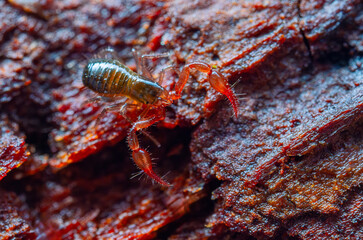 Close up macro image of a tiny Pseudoscorpion