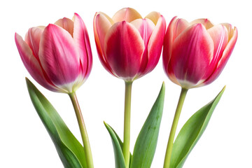 Naklejka premium pink tulips isolated on white
