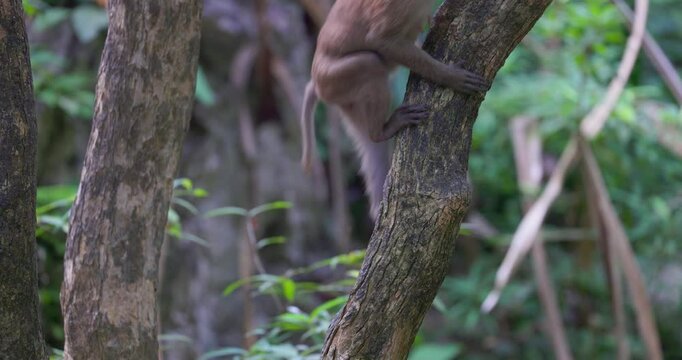 Rhesus Macaque (Macaca mulatta) in the rainforest of Erawan NP, Thailand