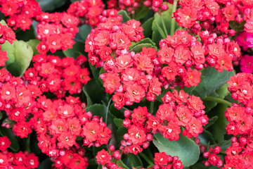 Beautiful Flaming Katy (Kalanchoe blossfeldiana) flowers.