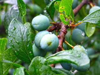 green plums ripen in the garden