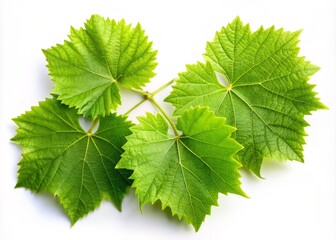 Fototapeta premium Top View of Isolated Green Grape Leaves on a White Background, Perfectly Composed Using the Rule of Thirds to Highlight the Natural Beauty and Texture of the Leaves