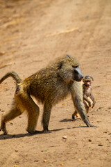 Tanzania Safari adventure to see monkey hungin in the wilderness savannah 