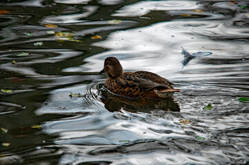 Eine einsame Stockente im Abendlicht