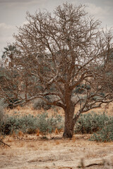 Fototapeta premium Tanzania Safari adventure to see the wilderness savannah