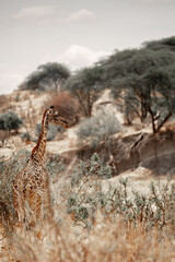 Tanzania Safari adventure to see the wilderness savannah