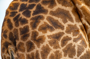 Tanzania Safari adventure to see the wilderness savannah close up detail of giraffe