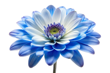 blue flower isolated on white background
