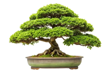 Fotobehang bonsai tree isolated on white © mahafuza