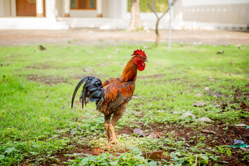 A Rooster, black and red and orange in color, is standing among the grass