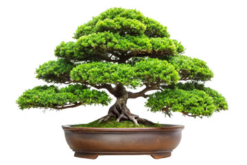 bonsai tree isolated on white