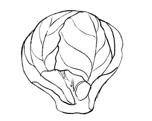 hand drawn illustration of Brussels sprout, sketch of brussels sprout, doodle of Brussels sprout