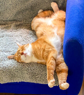 Cute red cat sleeping relaxed