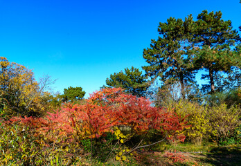 Red autumn leaves of the poisonous plant Sumac - Rhus typhina, Anacardiaceae in the garden