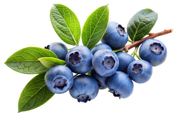 blueberries isolated on white background