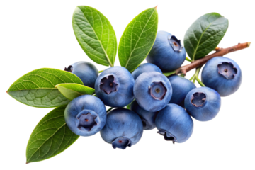 blueberries isolated on white background
