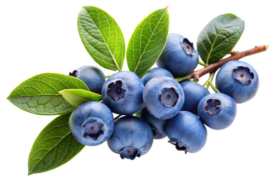 blueberries isolated on white background