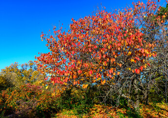 View of a sakura tree with beautiful bright yellow leaves in the garden in autumn, Ukraine