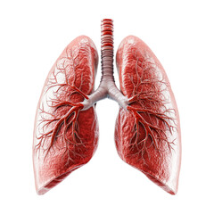 Detailed Illustration of Human Lungs on Transparent Background