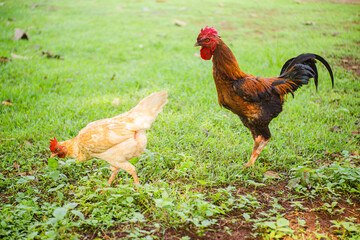 The rooster is approaching the hen in the mating season