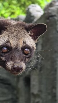 Asian palm civet or locals calls it Musang Pandan or Luwak coffee producer, latin name paradoxurus hermaphroditus, resting on a tree