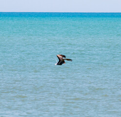 Eagle Hunting Over a Tranquil Turquoise Sea on a Clear Sunny Day