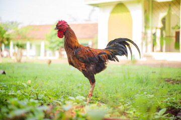 A Rooster, black and red and orange in color, is standing among the grass