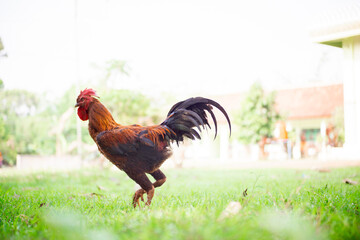 A Rooster, black and red and orange in color, is standing among the grass