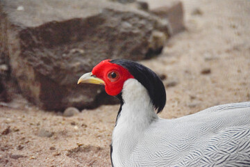 A silver pheasant with a red and black head is sitting in the garden