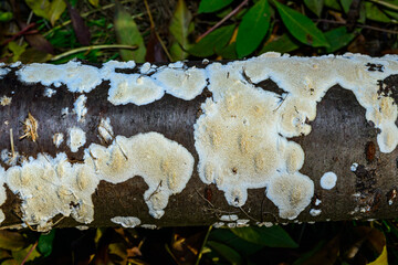 Postia rennyi  - a thin layer of white fungus on the trunk of an old cherry, destroying the wood