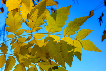 Yellow tree leaves against the sky in the fall in the garden, Ukraine