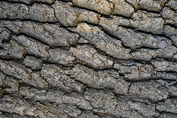 Cracked brown bark of an old oak tree in the garden, Ukraine