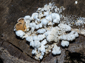 Split-gill mushroom Schizophyllum commune - wood-destroying fungus species on rotten stump in garden