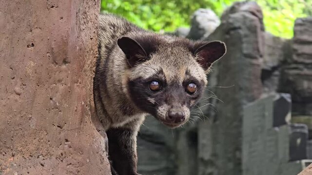 Asian palm civet or locals calls it Musang Pandan or Luwak coffee producer, latin name paradoxurus hermaphroditus, resting on a tree