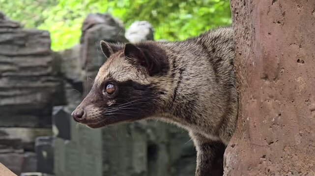 Asian palm civet or locals calls it Musang Pandan or Luwak coffee producer, latin name paradoxurus hermaphroditus, resting on a tree