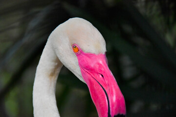 Obraz premium Flamingo bird with beautiful pink mouth color
